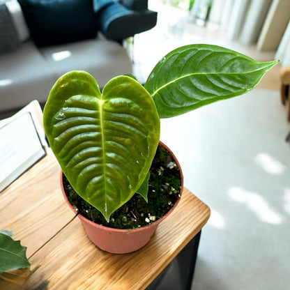 Anthurium veitchii
