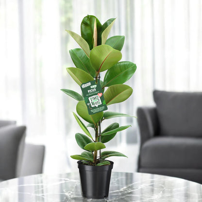 Ficus elastica 'Robusta'