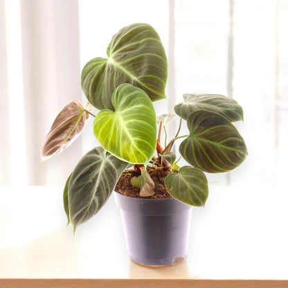 Dettaglio foglia giovane Philodendron Choco Red con colorazione bordeaux-cioccolato caratteristica