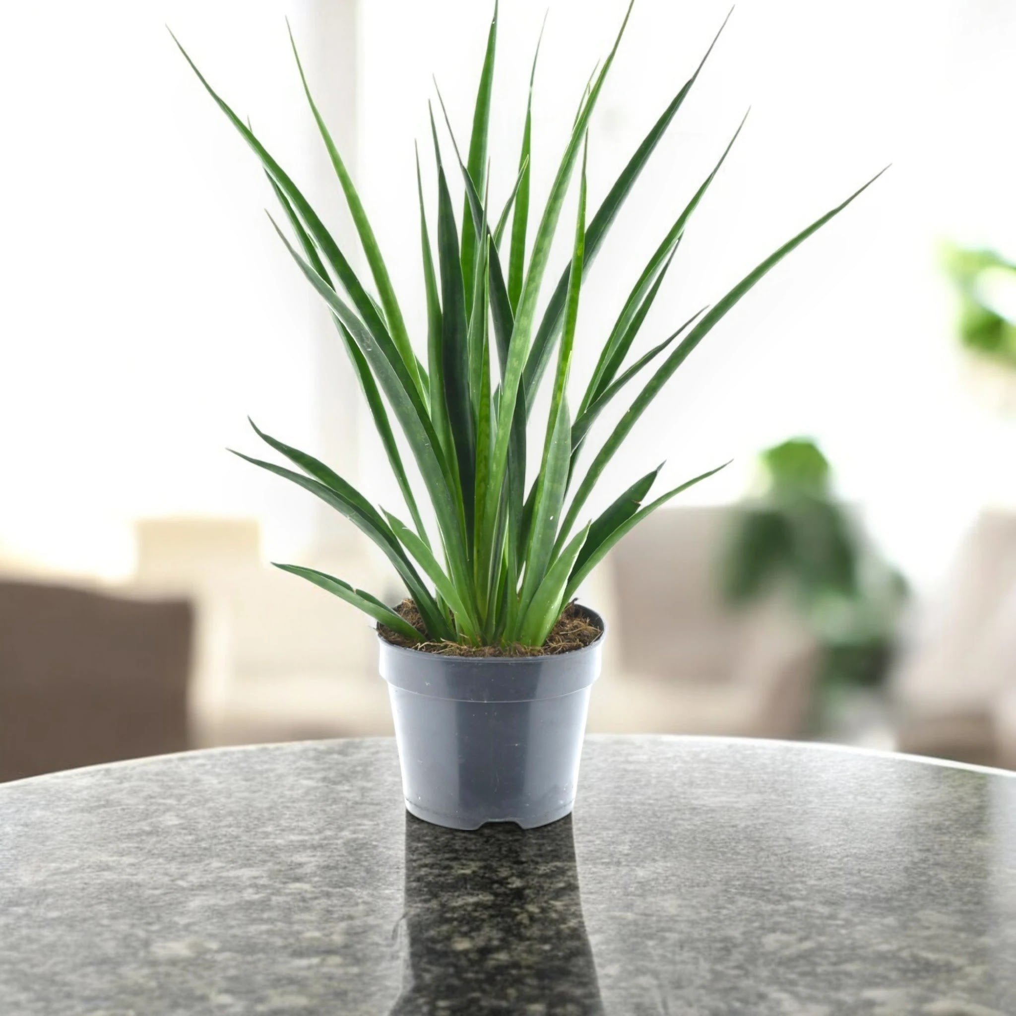 Dettaglio delle foglie succulente verdi a ventaglio della Sansevieria Kirkii Friends