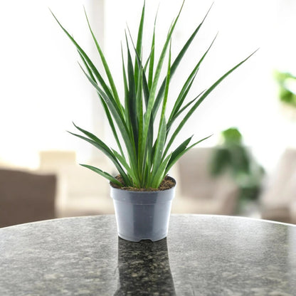 Dettaglio delle foglie succulente verdi a ventaglio della Sansevieria Kirkii Friends