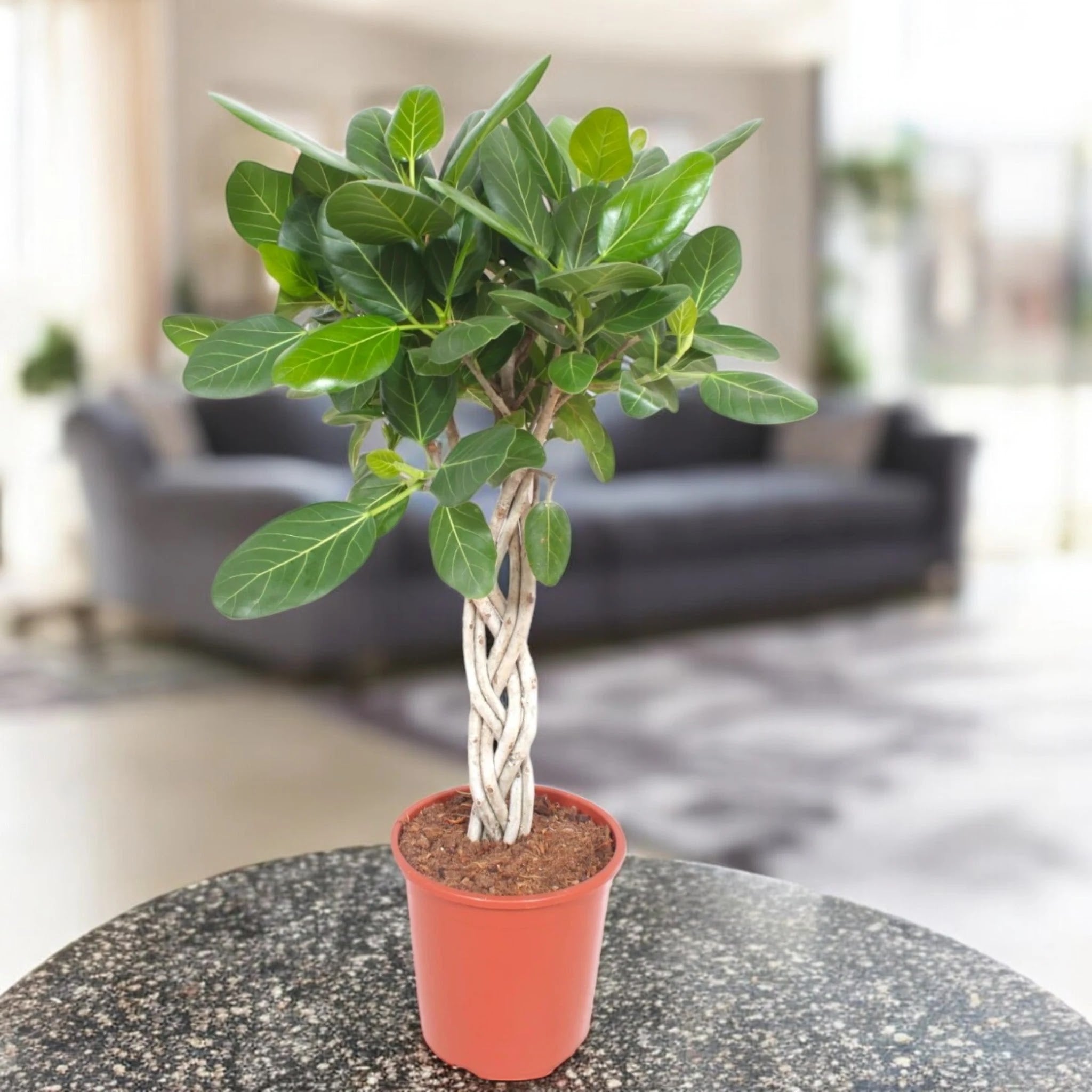 Dettaglio foglie coriacee verde lucido di Ficus benghalensis, texture naturale e nervature evidenti