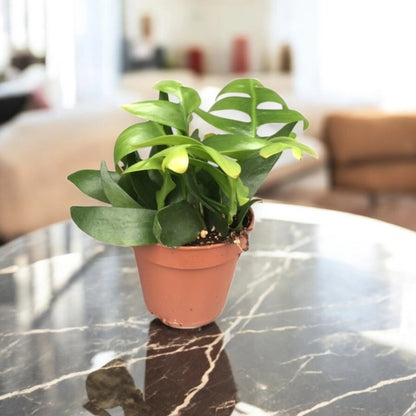 Epiphyllum chrysocardium