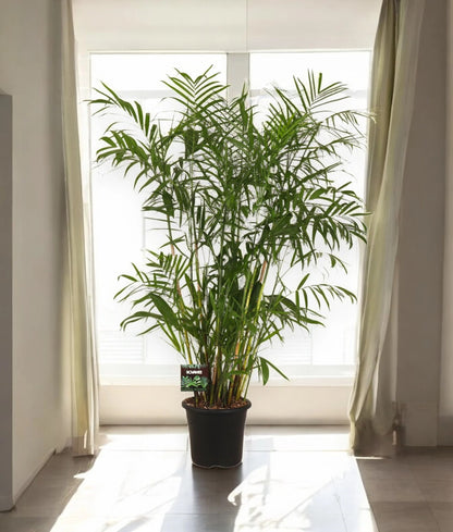 Chamaedorea seifrizii