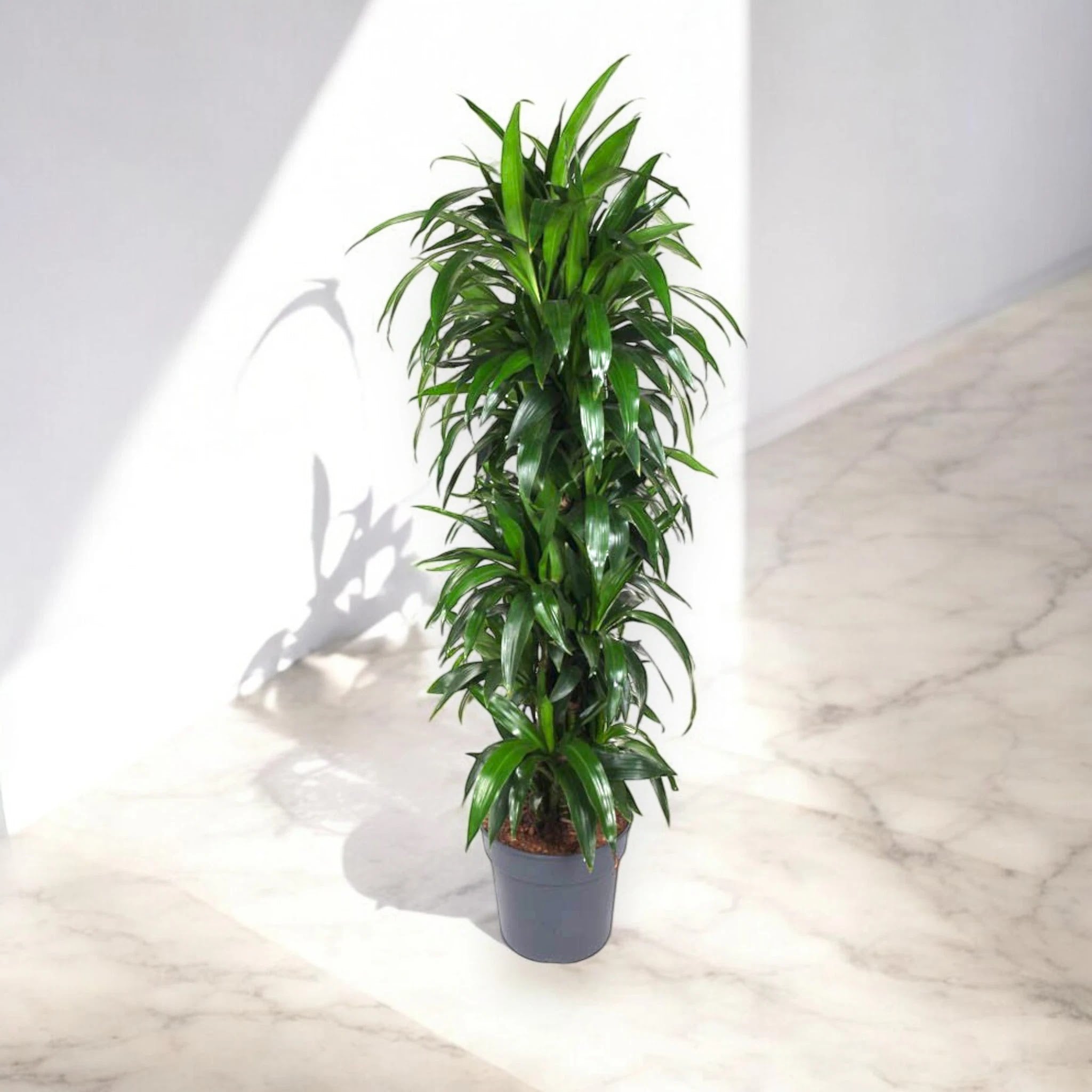 Dracaena fragrans 'Janet craig'