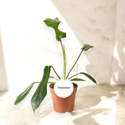 Philodendron 'Joepii'