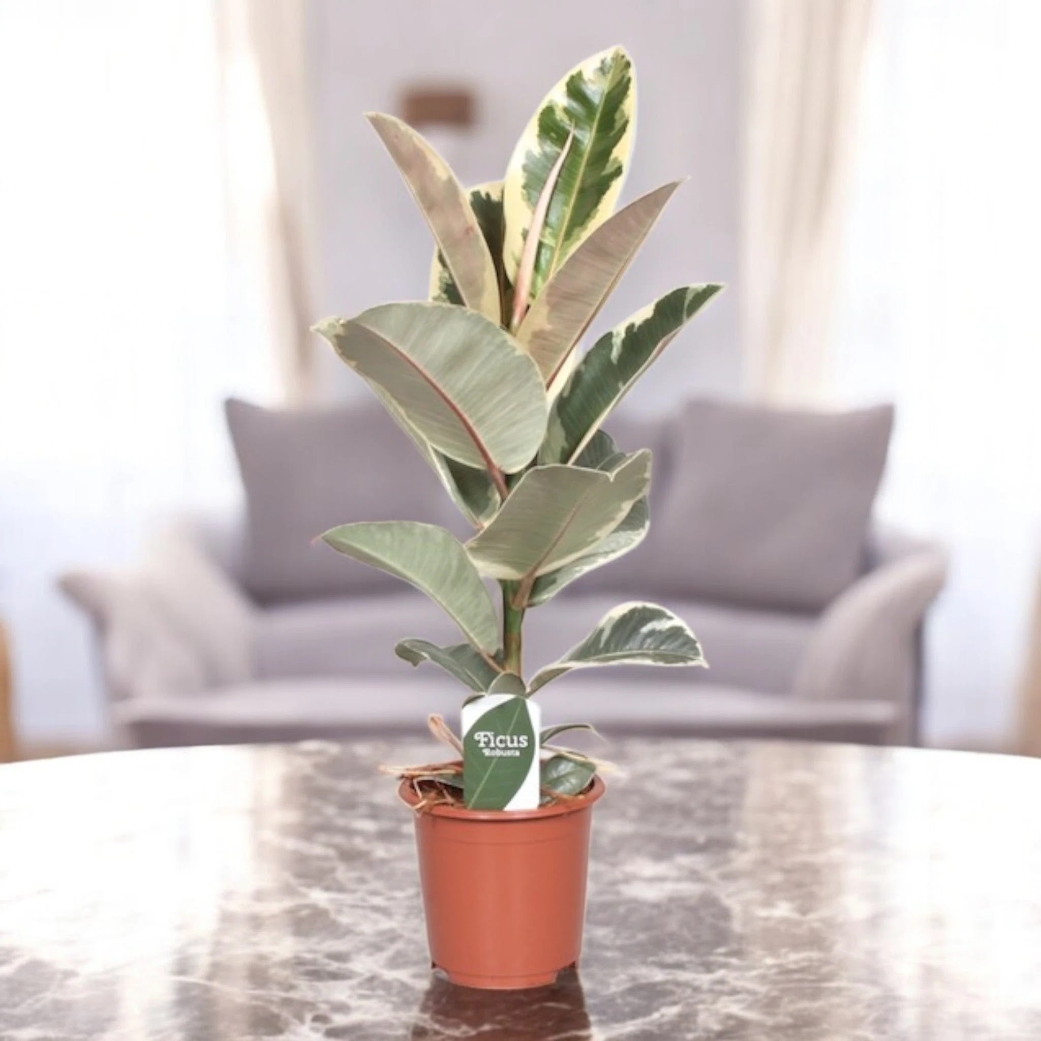 Ficus elastica 'Tineke'