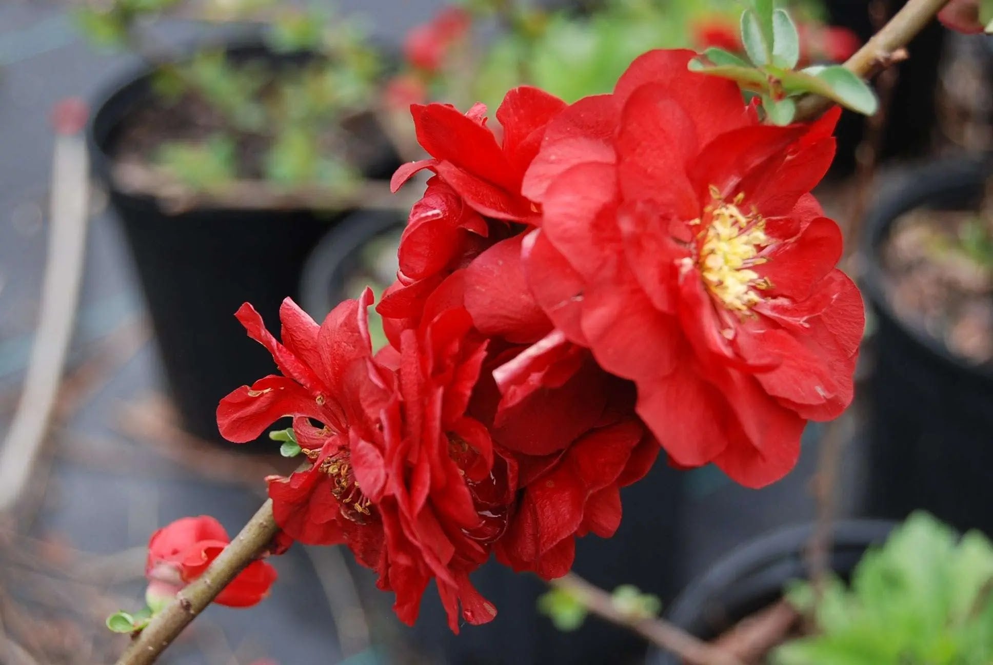 Chaenomeles speciosa Scarlet Storm in piena fioritura con fiori rosso scuro doppi su rami senza spine
