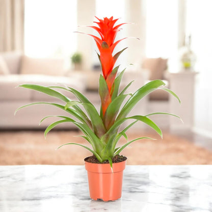 Guzmania 'Calypso'