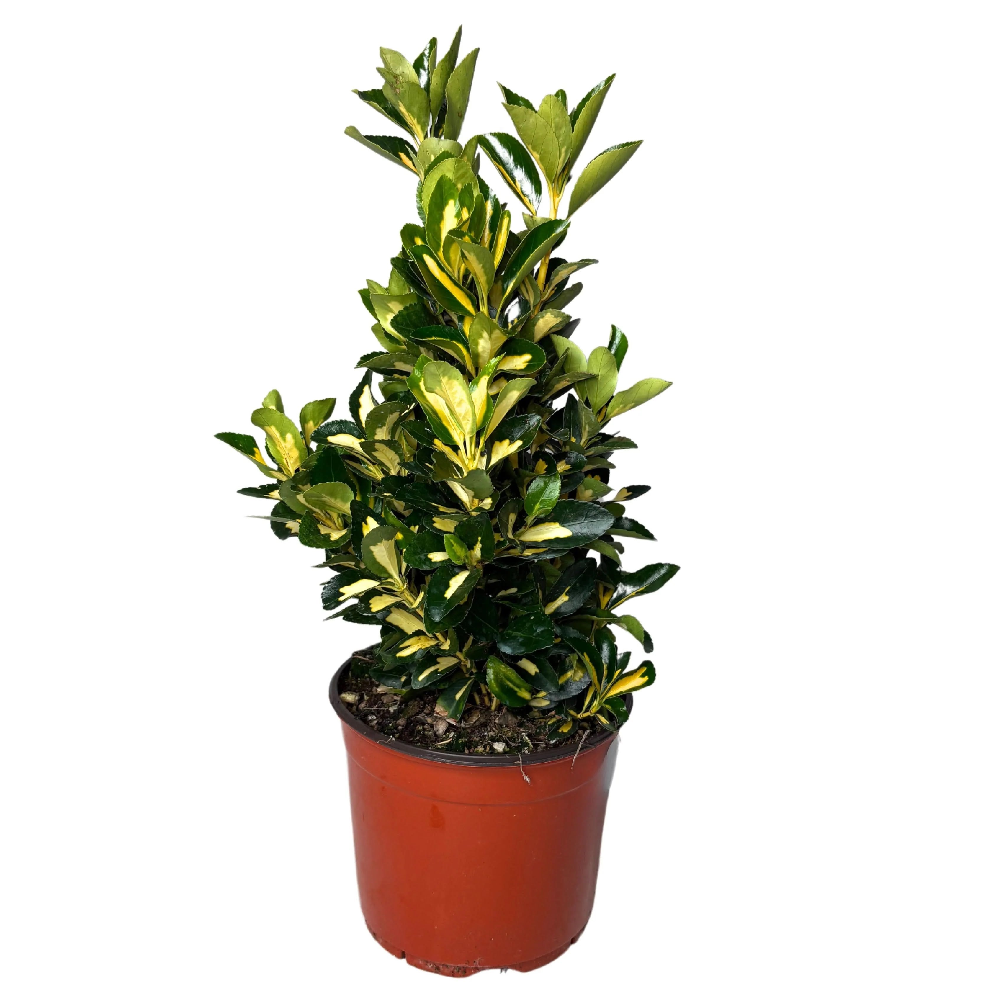 Dettaglio foglie Euonymus japonicus Aureus con margini dorati e centro verde scuro