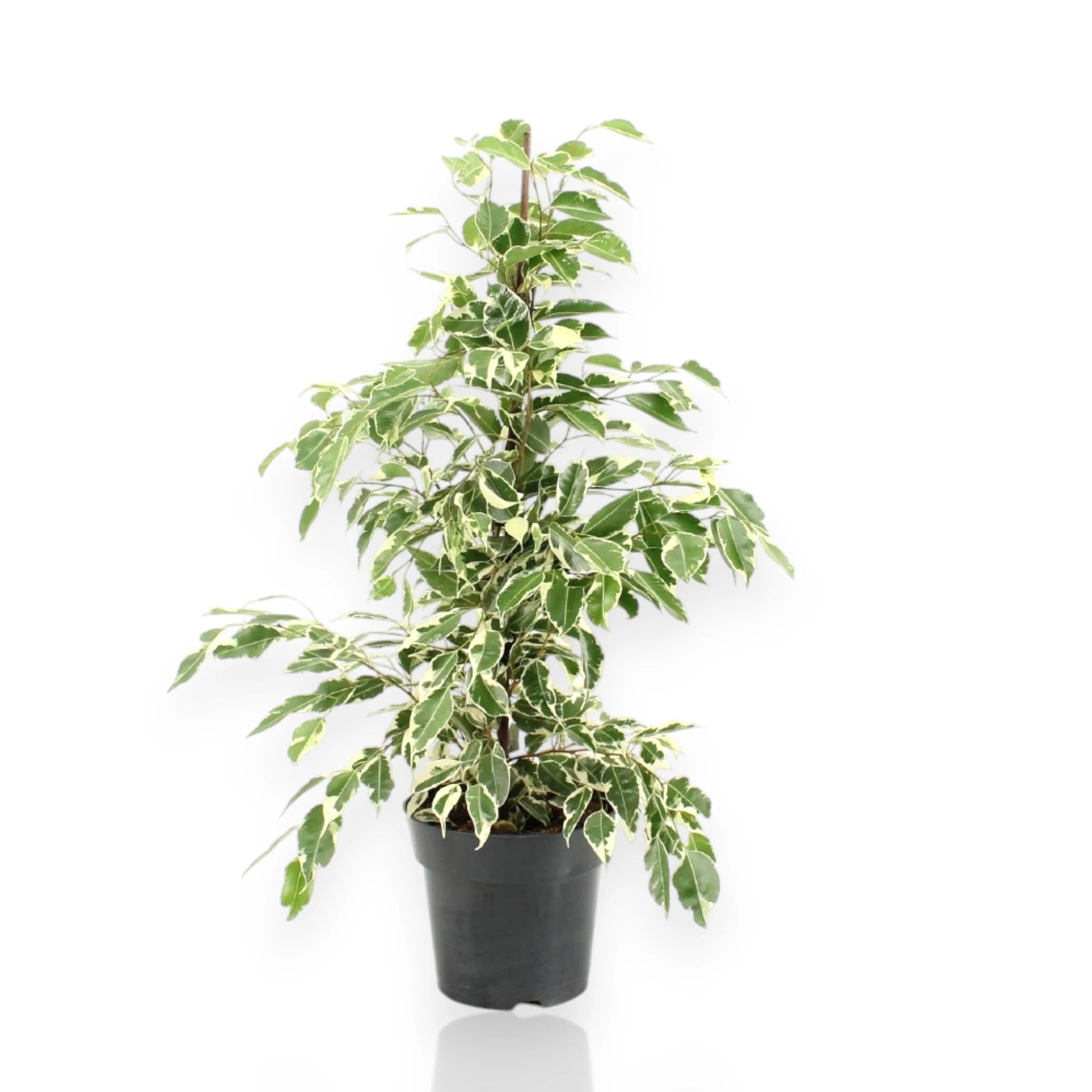 Ficus benjamina Twilight con foglie variegate bianco-verdi in vaso da interno