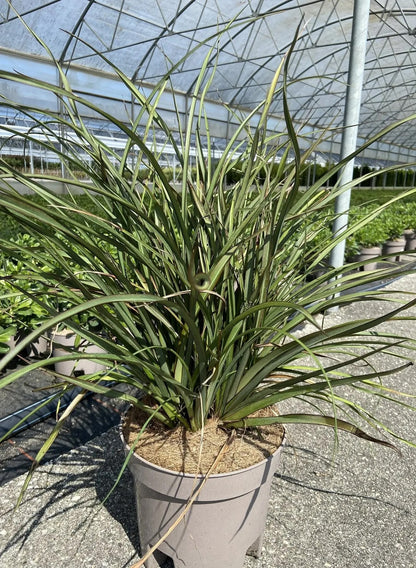Phormium tenax