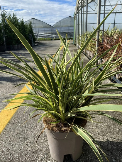 Phormium tenax
