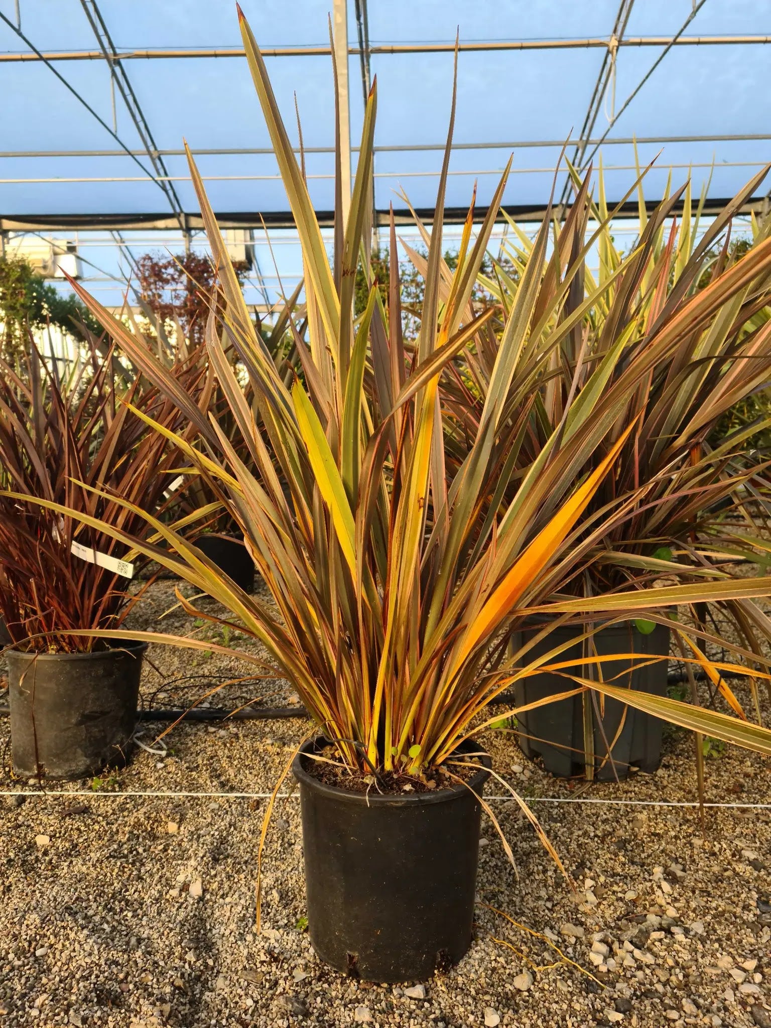 Phormium tenax