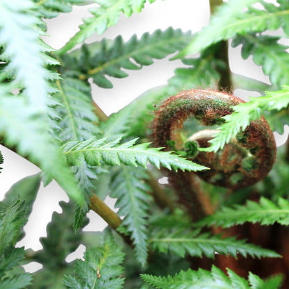 Dicksonia antarctica