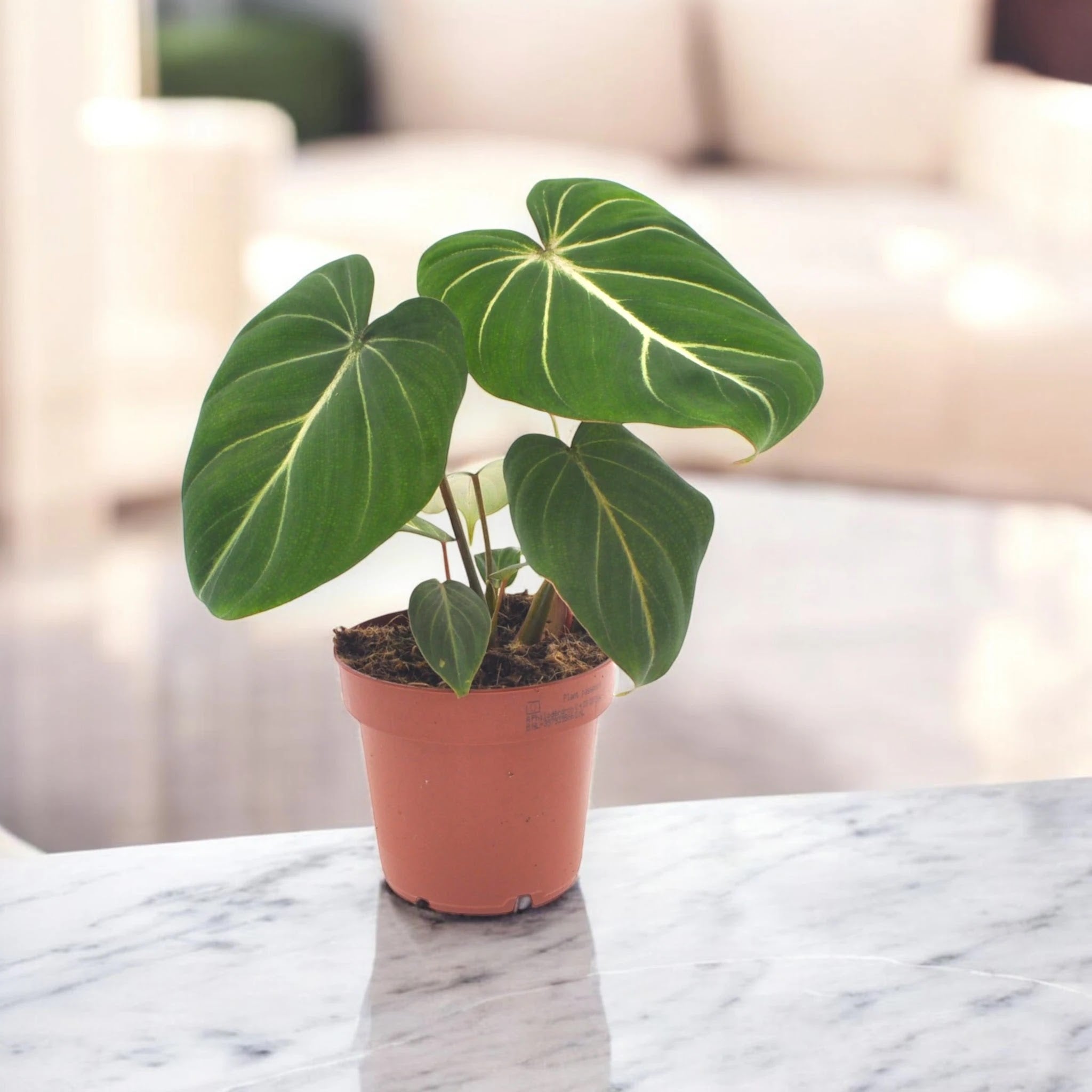 Dettaglio foglia Philodendron gloriosum che mostra texture vellutata e venature bianche caratteristiche
