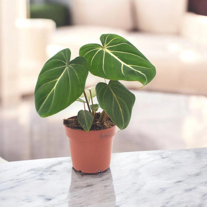 Dettaglio foglia Philodendron gloriosum che mostra texture vellutata e venature bianche caratteristiche