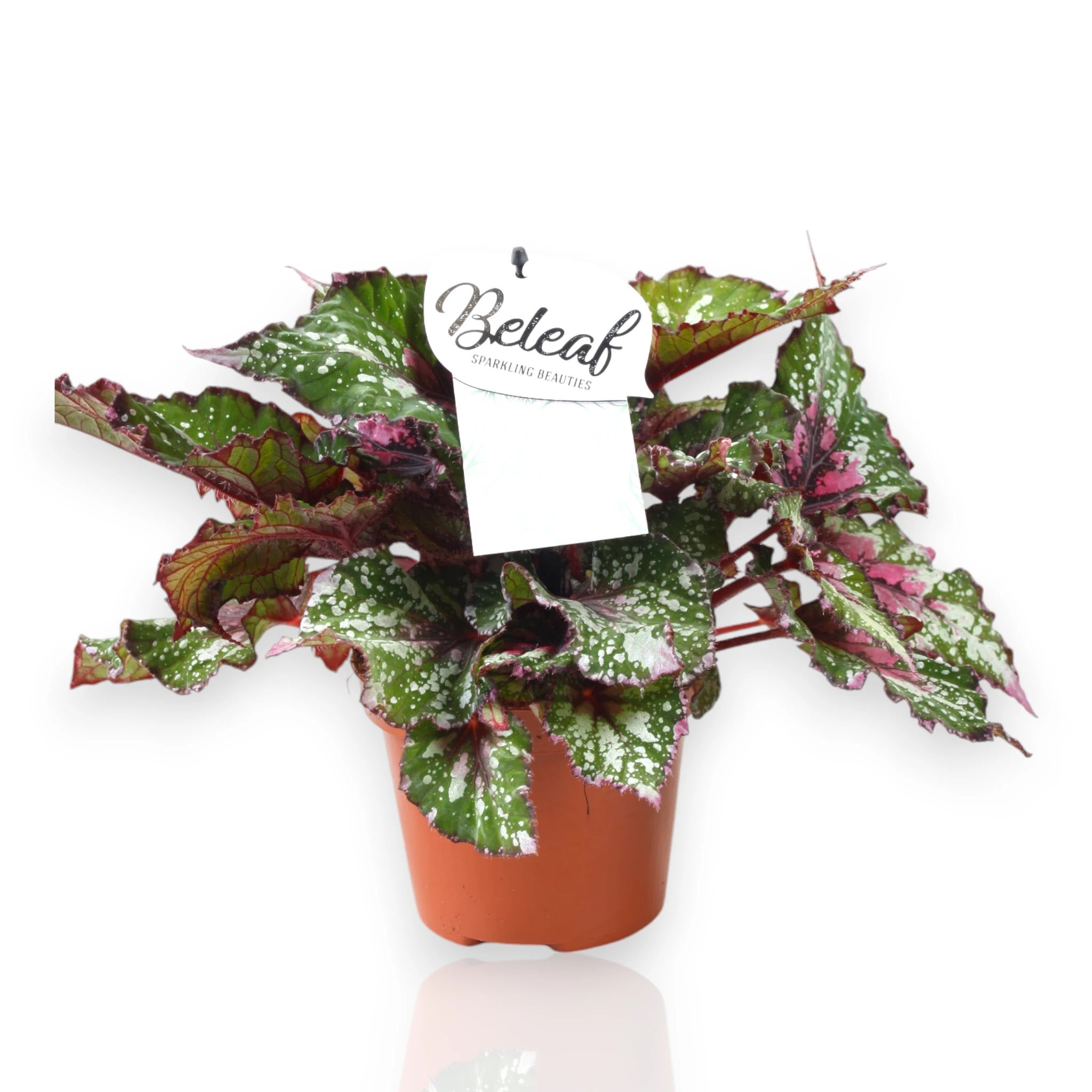 Begonia rex Alaska Creek in vaso con foglie argentate e venature scure per decorazione d'interni