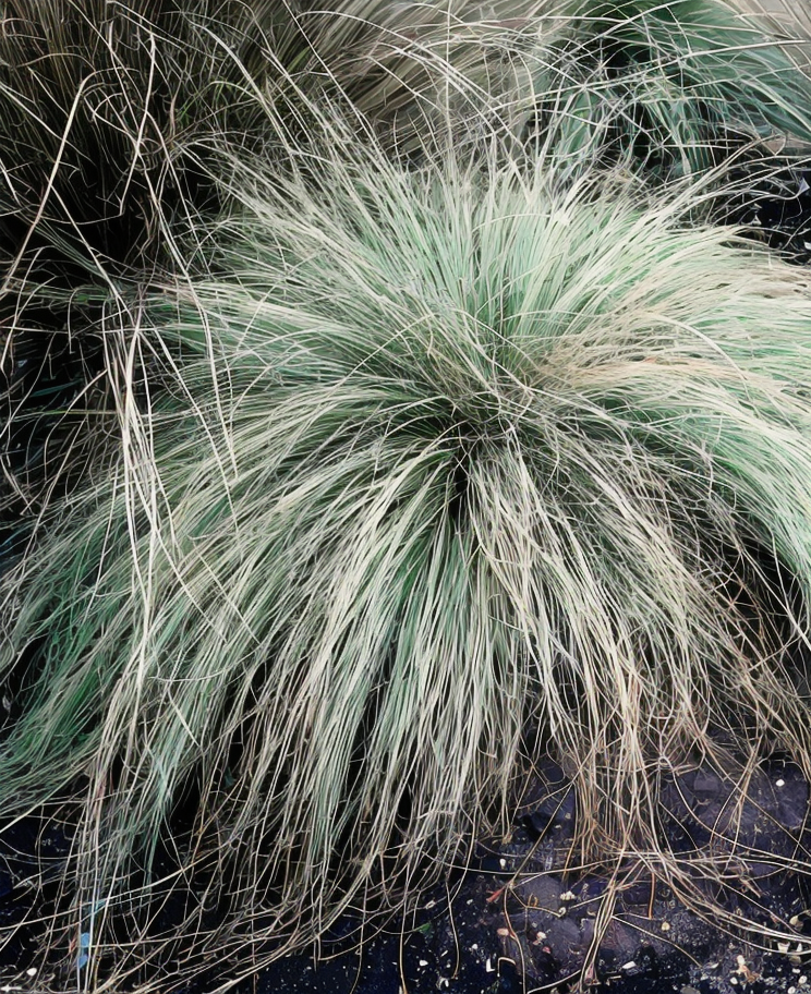 Carex Comans Frosted Curls con fogliame bronzato ricadente in giardino roccioso
