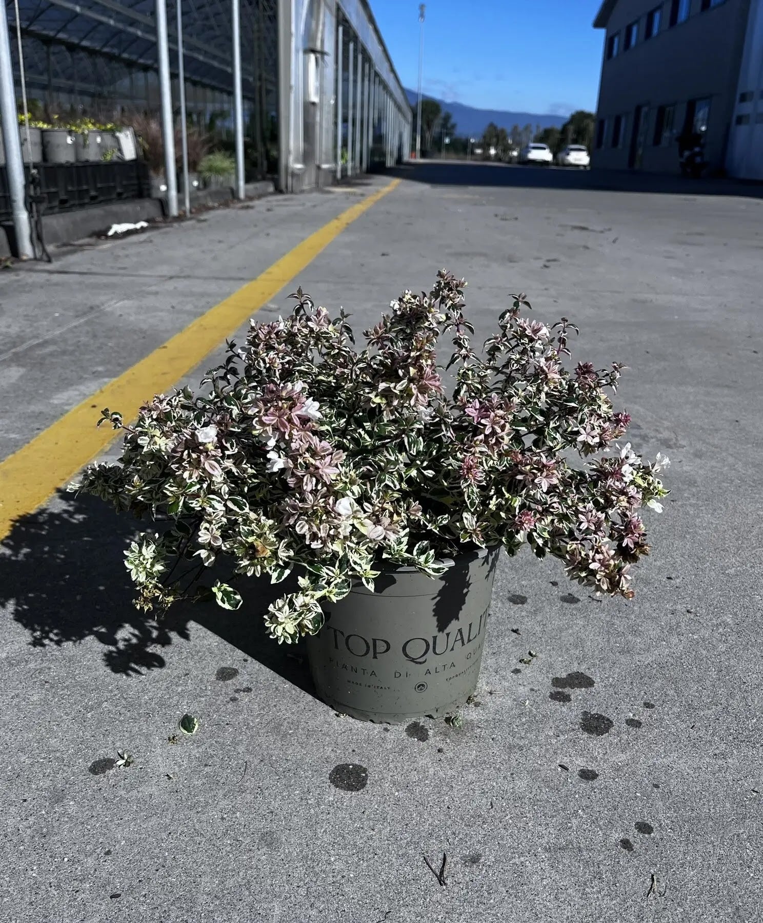 Abelia grandiflora