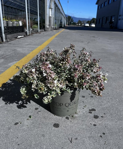 Abelia grandiflora