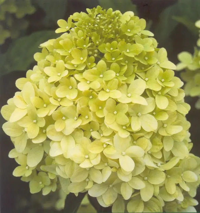 Ortensia Hydrangea paniculata Limelight con grandi pannocchie bianche coniche in giardino estivo