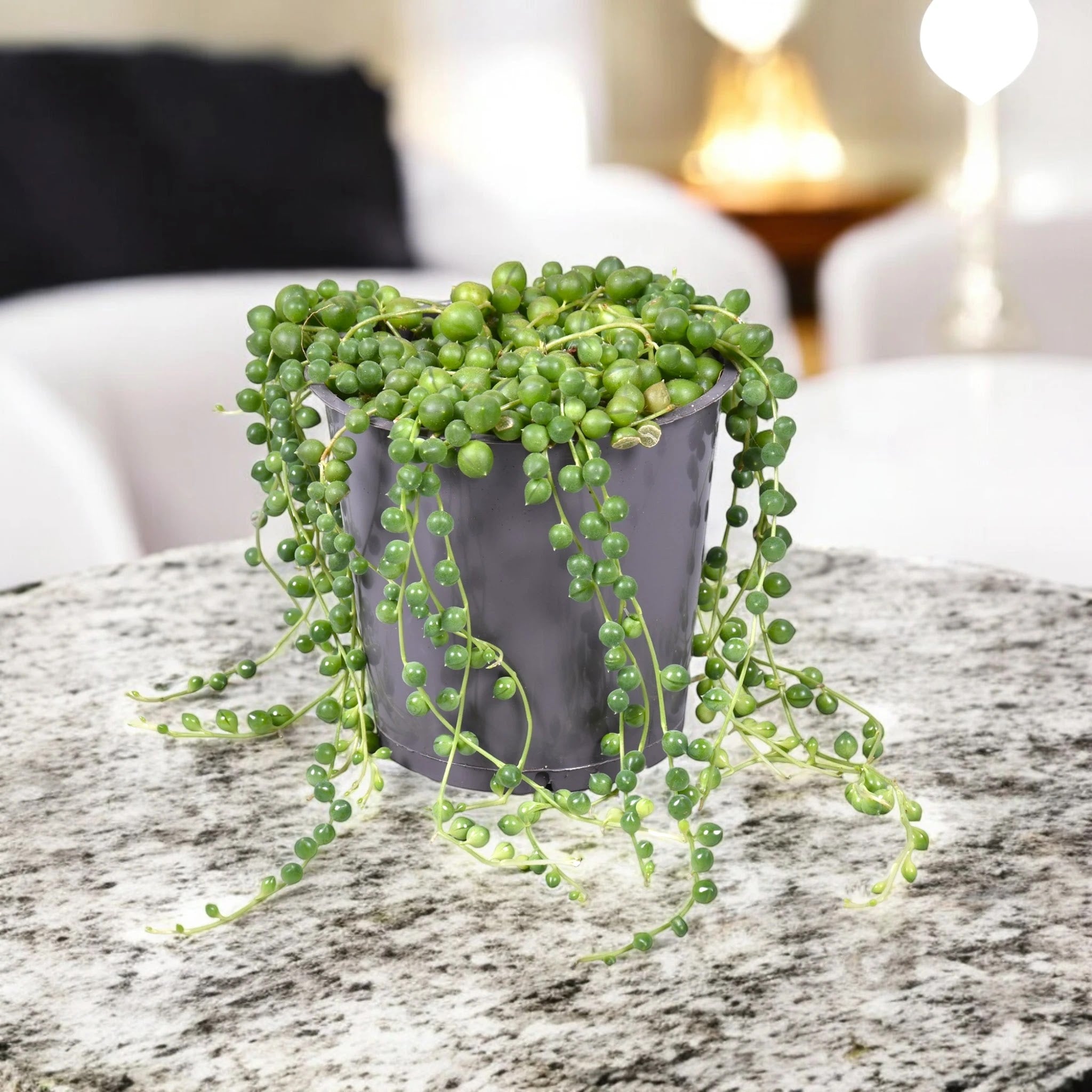 Senecio rowleyanus