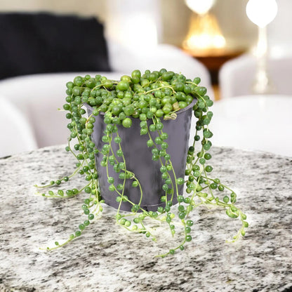Senecio rowleyanus