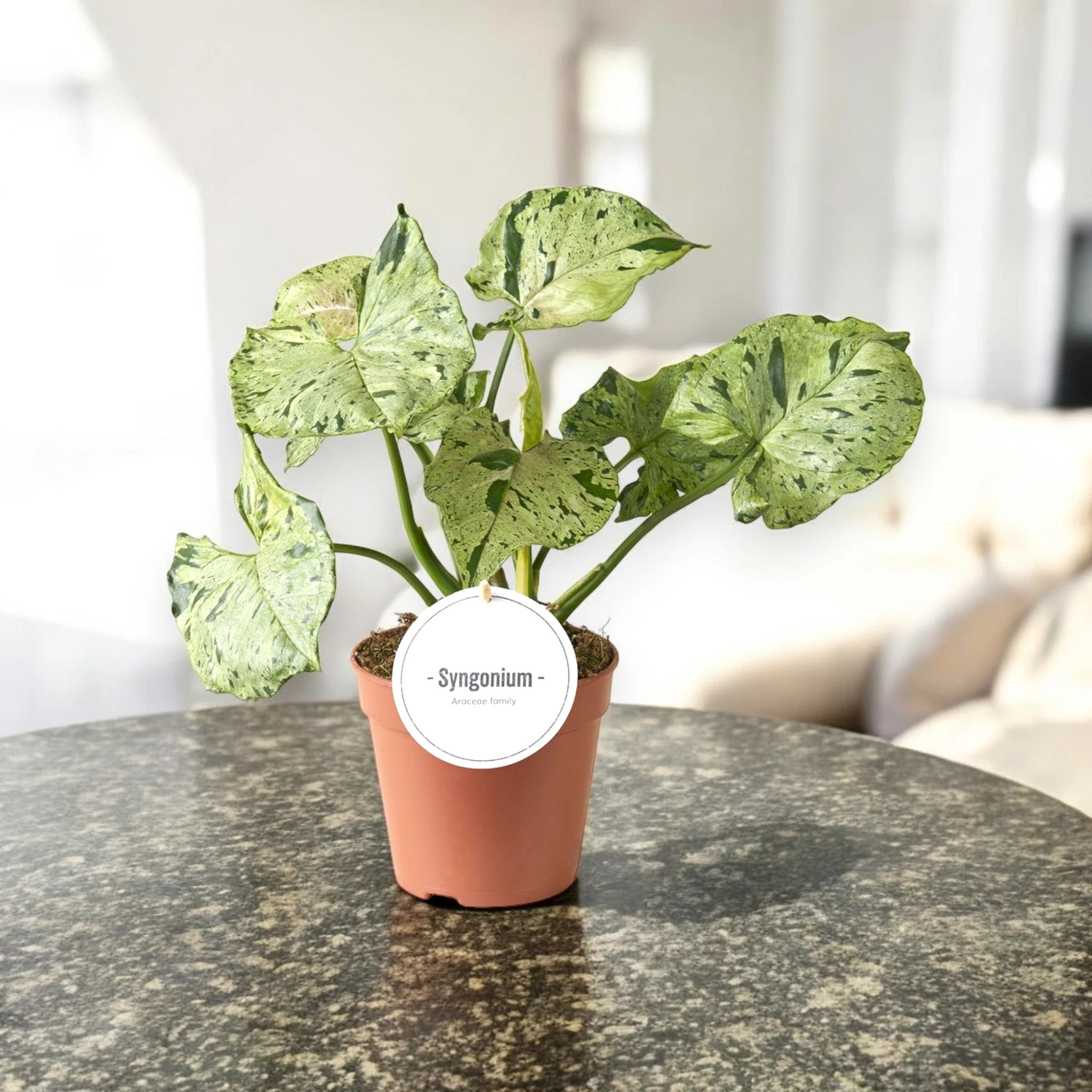 Syngonium 'Green splash'