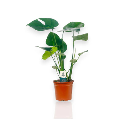 Monstera deliciosa