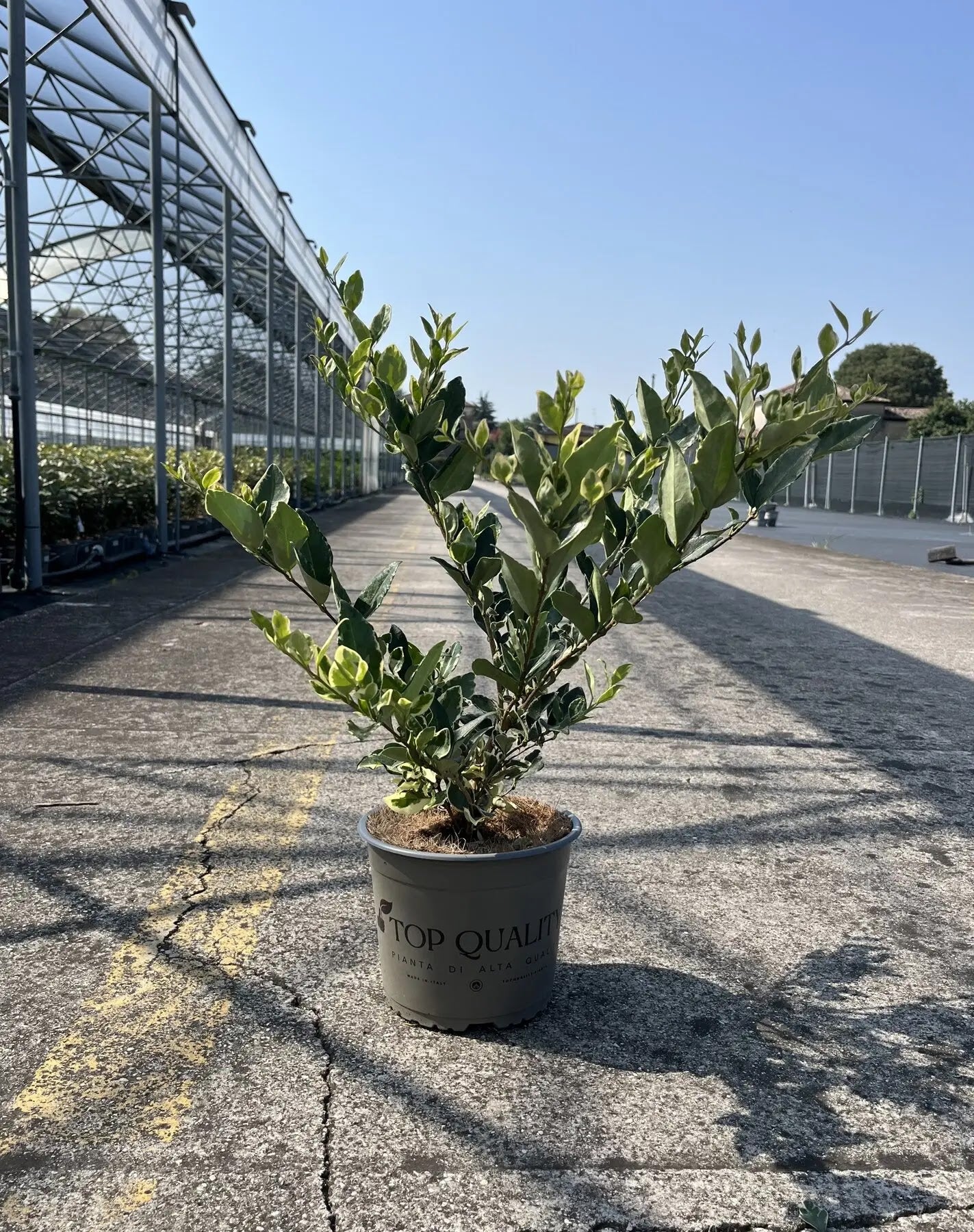 Ligustro - Ligustrum texanum