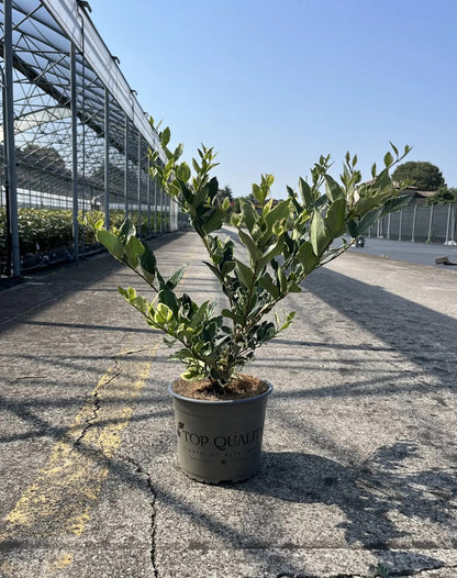 Ligustro - Ligustrum texanum