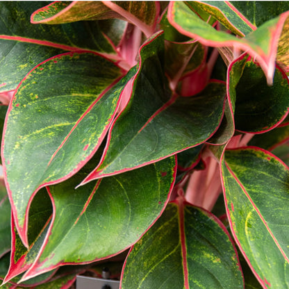 Aglaonema 'Jungle Red'