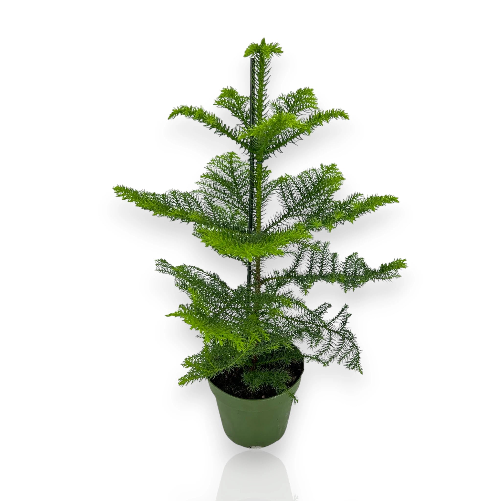 Araucaria