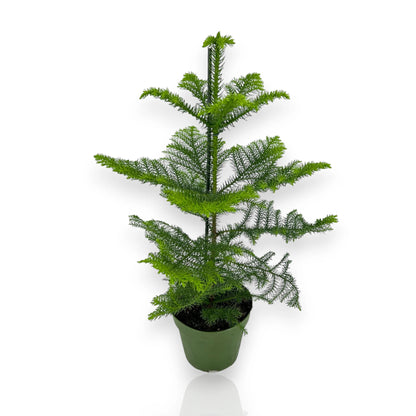 Araucaria
