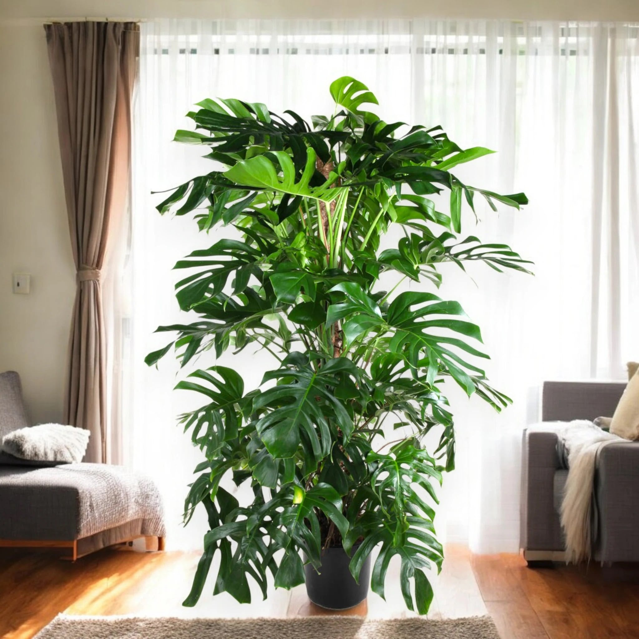 Monstera deliciosa