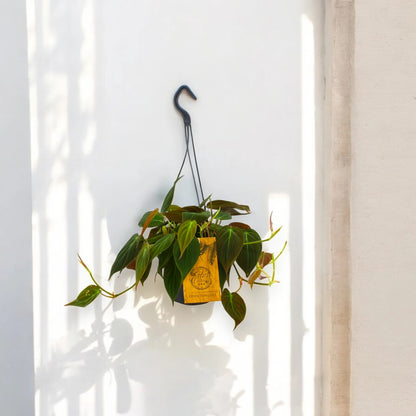 Philodendron 'Micans'