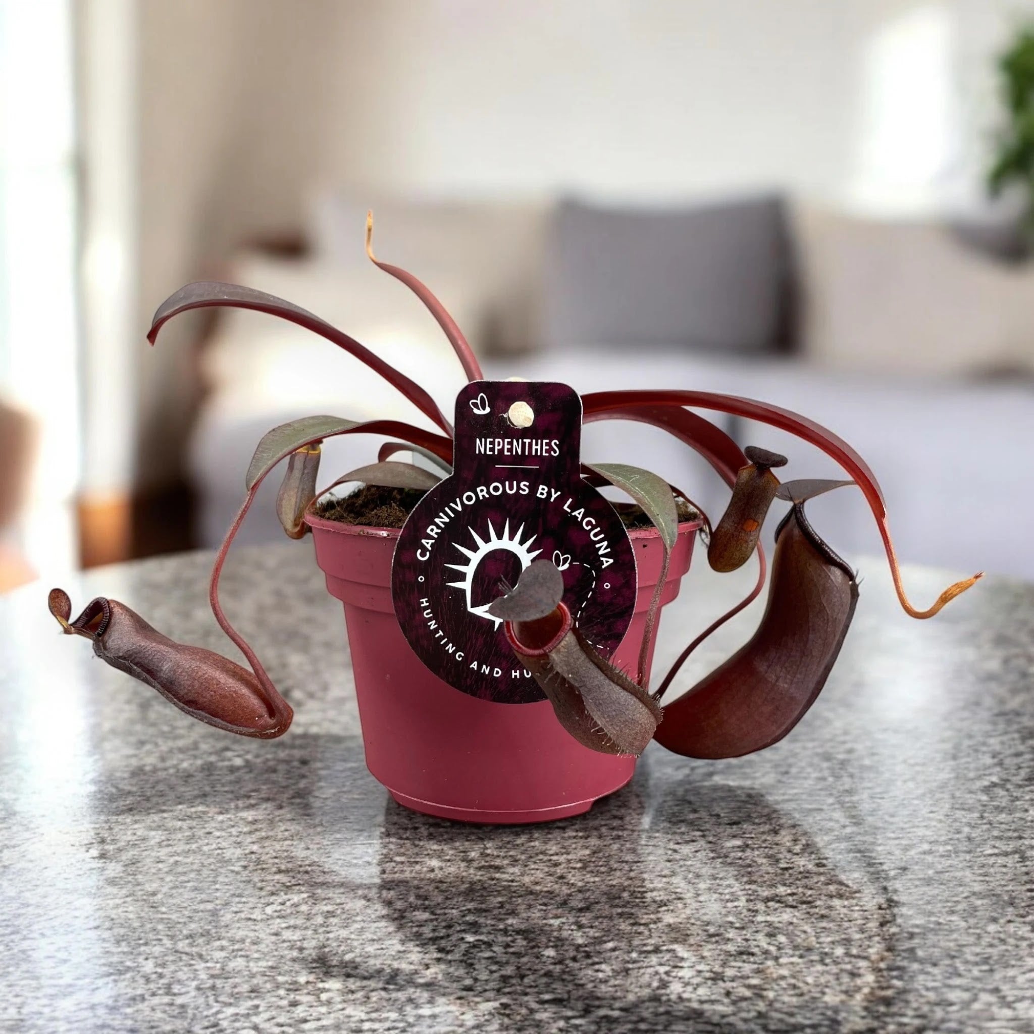 Nepenthes 'Rebecca'