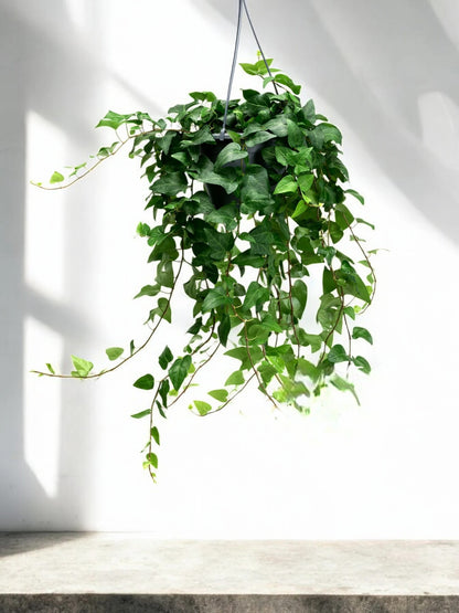 Edera - Hedera helix 'Mein Herz'