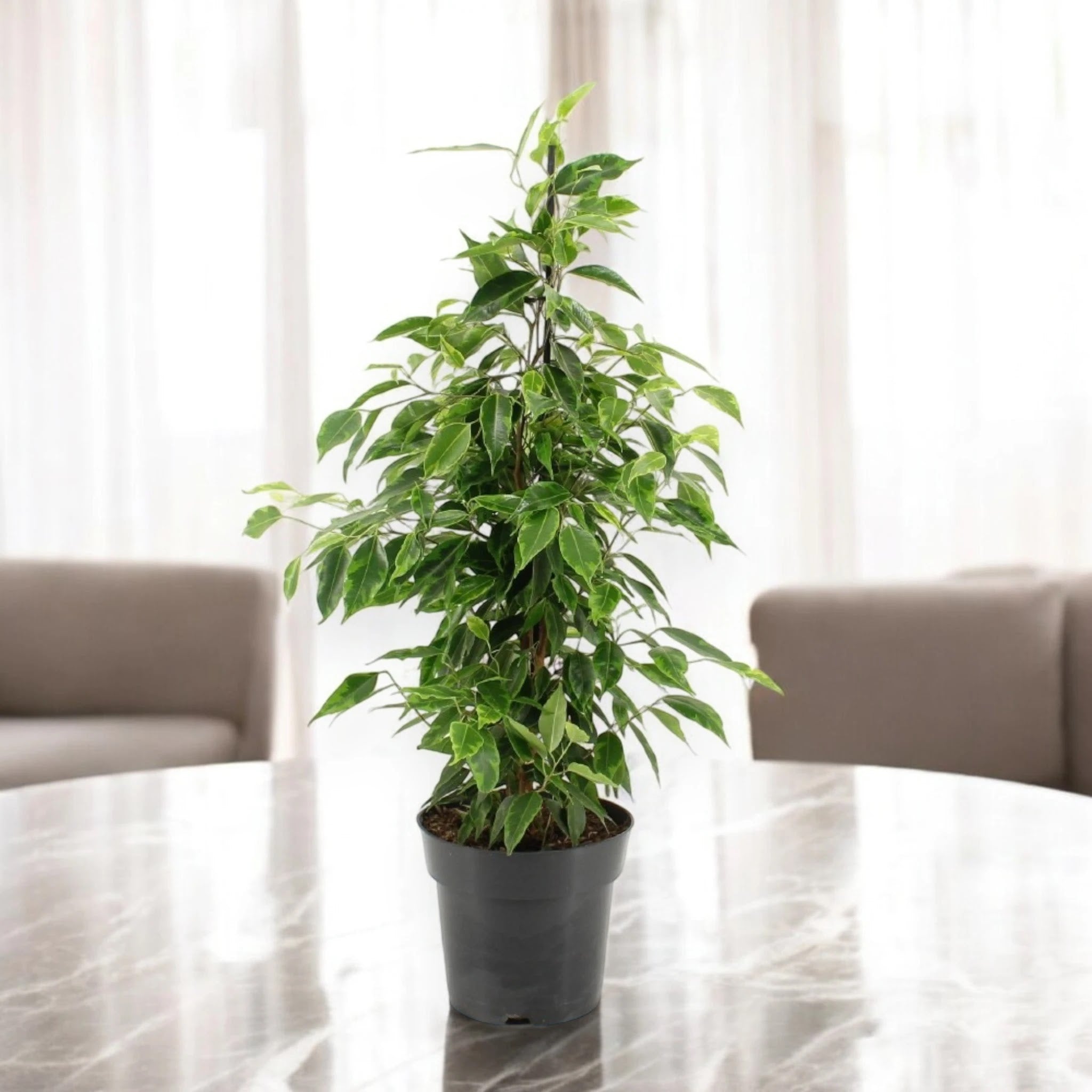 Ficus benjamina 'Anastasia'