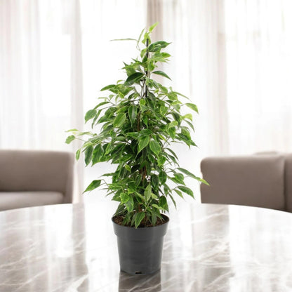 Ficus benjamina 'Anastasia'