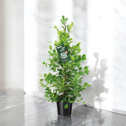 Ficus microcarpa 'Moclame'