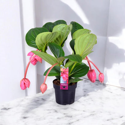 Medinilla magnifica