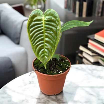 Anthurium veitchii con grandi foglie ondulate verdi in vaso da interno