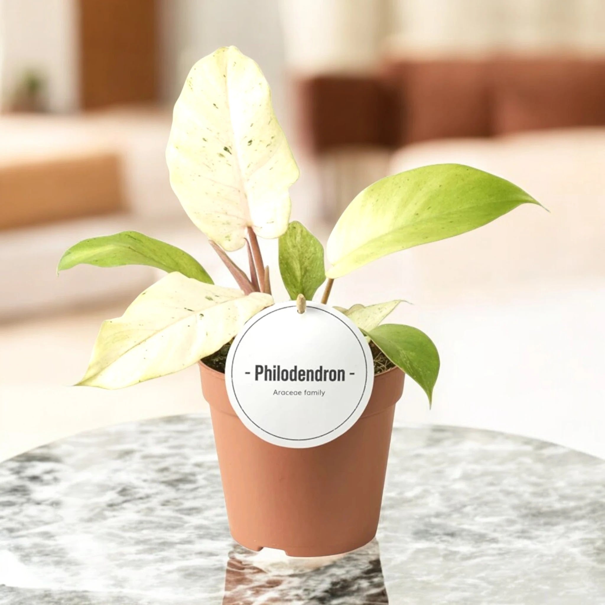 Philodendron 'Snowdrift'