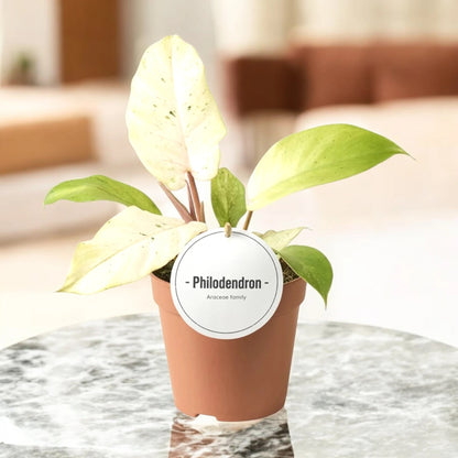 Philodendron 'Snowdrift'