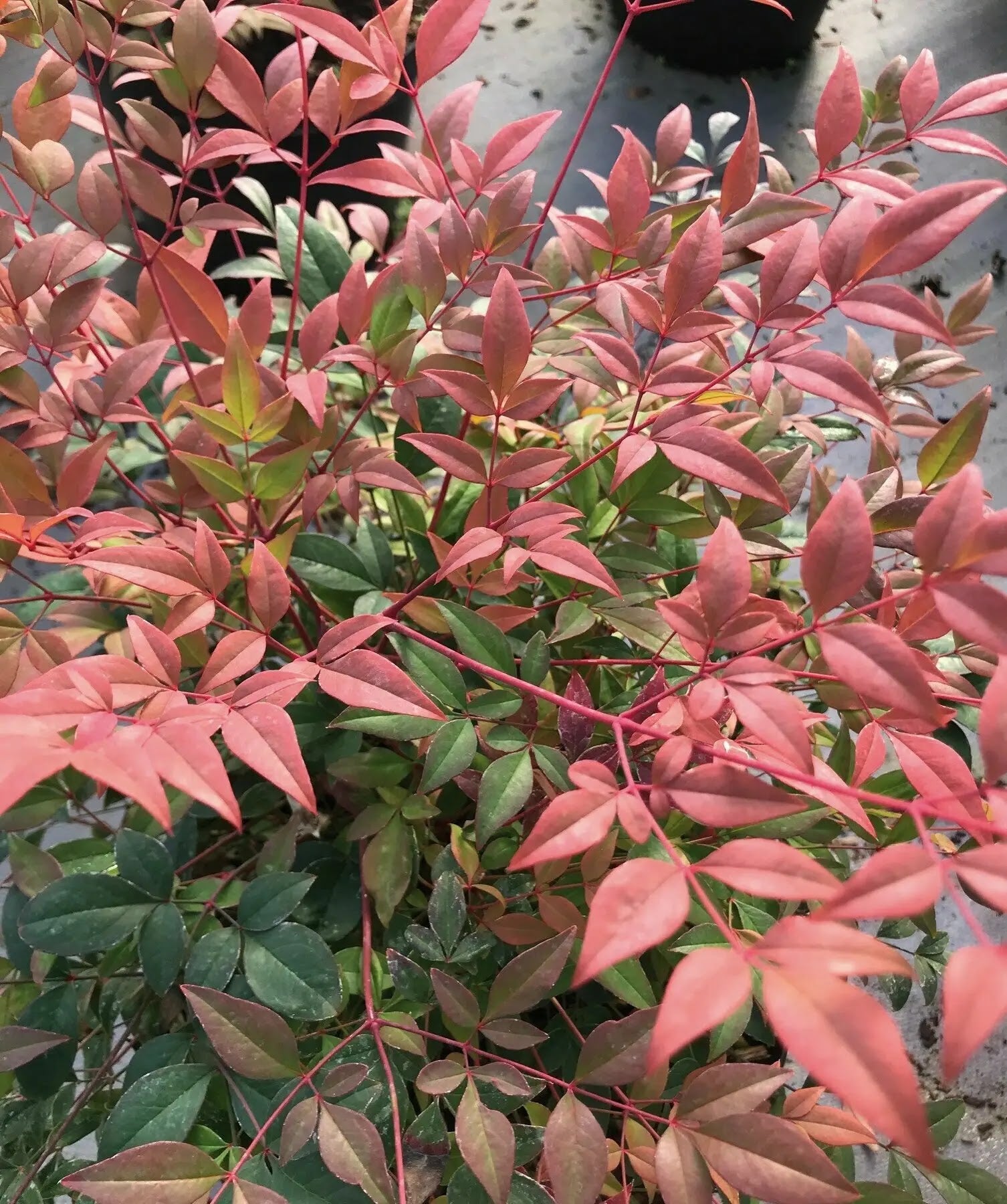 Nandina domestica 'Gulf Stream'