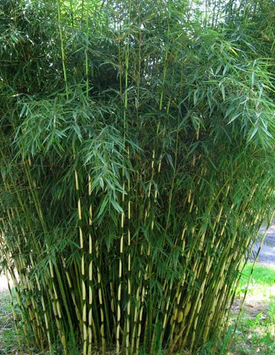 Fargesia robusta Campbell bambù non invasivo con portamento ricadente in giardino
