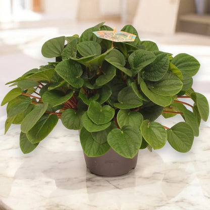 Dettaglio foglie Peperomia Rana verde con striature bianche su verde intenso