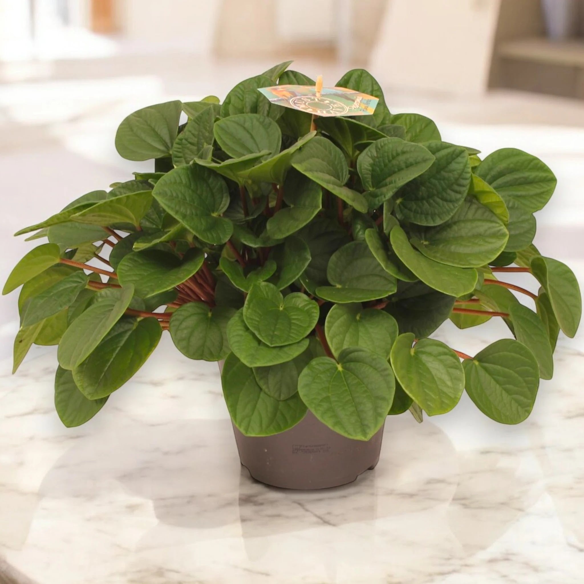 Dettaglio foglie Peperomia Rana verde con striature bianche su verde intenso